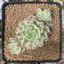 Echeveria 'Margaret' Variegated 1" Succulent Plant