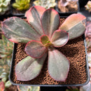 Echeveria 'Primadonna' Variegated 2"-3" Succulent Plant