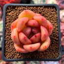 Echeveria 'Monroe Chanel' 1" Succulent Plant
