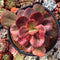 Echeveria 'Primadonna' Variegated 4" Succulent Plant