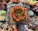 Echeveria Agavoides 'Lipstick' 2" Succulent Plant