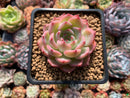 Echeveria 'Kerlean' 3" Succulent Plant