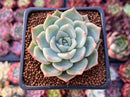 Echeveria 'Steel Heart' 2" Succulent Plant
