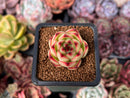 Echeveria 'Moonstone' 1" Succulent Plant