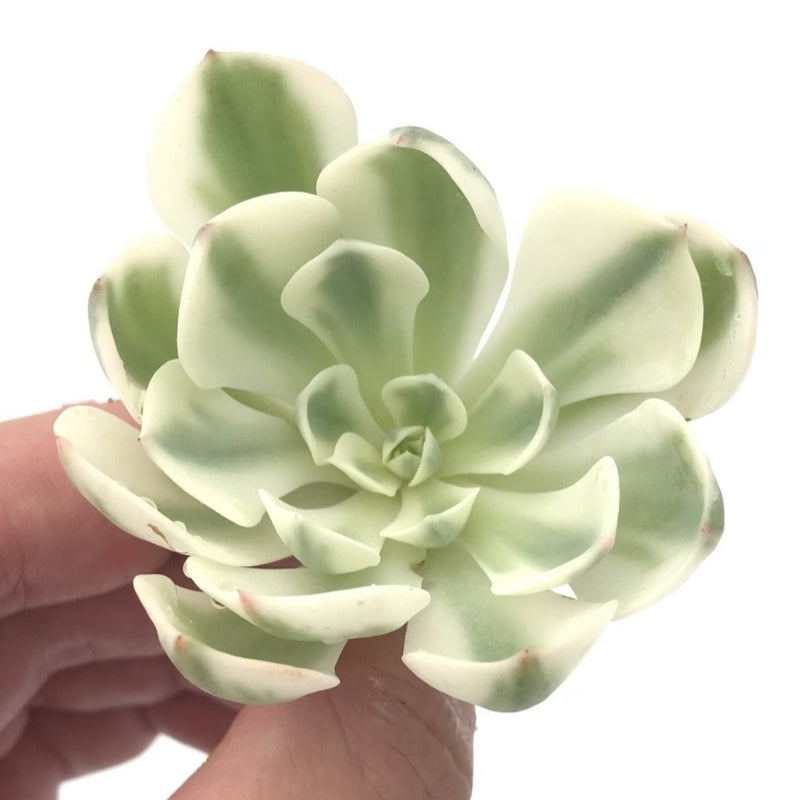 Echeveria 'Compton Carousel' Variegated 1"-2” Rare Succulent Plant