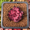 Echeveria Agavoides 'Sirus' 1" Small Succulent Plant