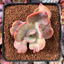 Echeveria 'Berserk' Variegated 2"-3" Cutting Succulent Plant