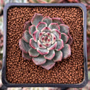 Echeveria 'Herbion' 1" Succulent Plant