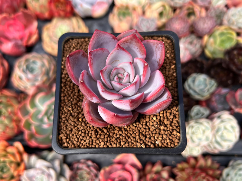 stone succulent Echeveria 'Charming Stone' 2" Succulent Plant – True Succulents Plant Co
