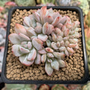 Echeveria 'Orange Monroe' Crested 2" Succulent Plant