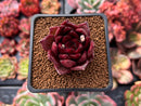 Echeveria Agavoides 'Red Plum' 1"-2" Succulent Plant