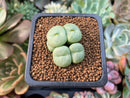 Conophytum 'Truncatum' 1" Succulent Plant