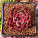 Echeveria Agavoides 'Polar Rose' 2" Succulent Plant
