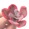 Echeveria ‘Angel Wing’ Variegated 2" Rare Succulent Plant