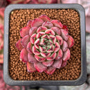 Echeveria 'Sarahime' Hybrid 1" Succulent Plant