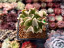 Echeveria 'Black Hawk' 2" Succulent Plant
