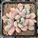 Echeveria 'Orange Sherbert' 2"-3" Cluster Succulent Plant
