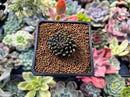 Sinocrassula Yunnanensis 1" Succulent Plant