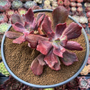 Echeveria 'Diamond State' Variegated 6"-7" Large Cluster Succulent Plant