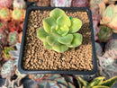 Echeveria 'Nicksana' Variegated 1"-2" Succulent Plant