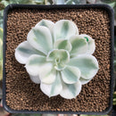 Echeveria 'Compton Carousel' 2" Succulent Plant
