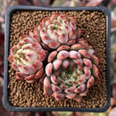 Echeveria 'Zaragoza' Hybrid 2" Cluster Succulent Plant