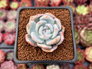 Echeveria 'Ivory' 1" Succulent Plant