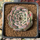 Echeveria 'Marcel' 2" Succulent Plant