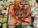 Echeveria Agavoides 'Psyche' 3" Selected Clone Succulent Plant