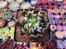 Echeveria 'Black Hawk' 2" Succulent Plant