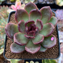 Echeveria 'Sujeong' 3" Seed Grown Succulent Plant