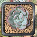 Echeveria 'Milkrose' 1" Succulent Plant