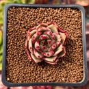 Echeveria 'Cello' 1" Succulent Plant