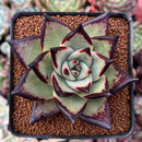 Echeveria Agavoides 'Ebony' 3" Succulent Plant