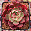 Echeveria Agavoides 'Salu' 3" Succulent Plant