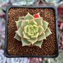 Echeveria 'Tesla' 1" Succulent Plant