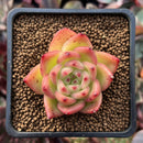 Echeveria Agavoides 'Chalstone' 1" Succulent Plant