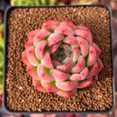 Echeveria 'Snow Clock' 2" Succulent Plant