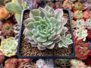 Echeveria 'Margaret' Variegated 3" Cluster Succulent Plant