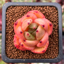 Echeveria Agavoides 'Shrin' 1" Succulent Plant