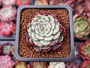 Echeveria 'Sarahime' 1" Succulent Plant