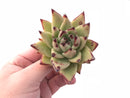Echeveria Agavoides Puebla Special Clone 3” Rare Succulent Plant