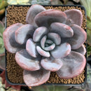 Echeveria 'Raon' 3" Succulent Plant
