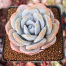 Echeveria 'Laui' 2"-3" Powdery Succulent Plant