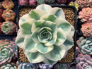 Echeveria 'Compton Carousel' Variegated 4" Succulent Plant