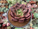 Echeveria 'Pink Champaign' 4” Succulent Plant