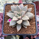 Echeveria 'Sunshine' 2" Succulent Plant