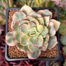 Echeveria 'Esther' Variegated 2" Succulent Plant