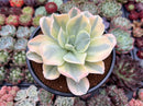 Echeveria 'Japan Moon River' Variegated 4" Succulent Plant