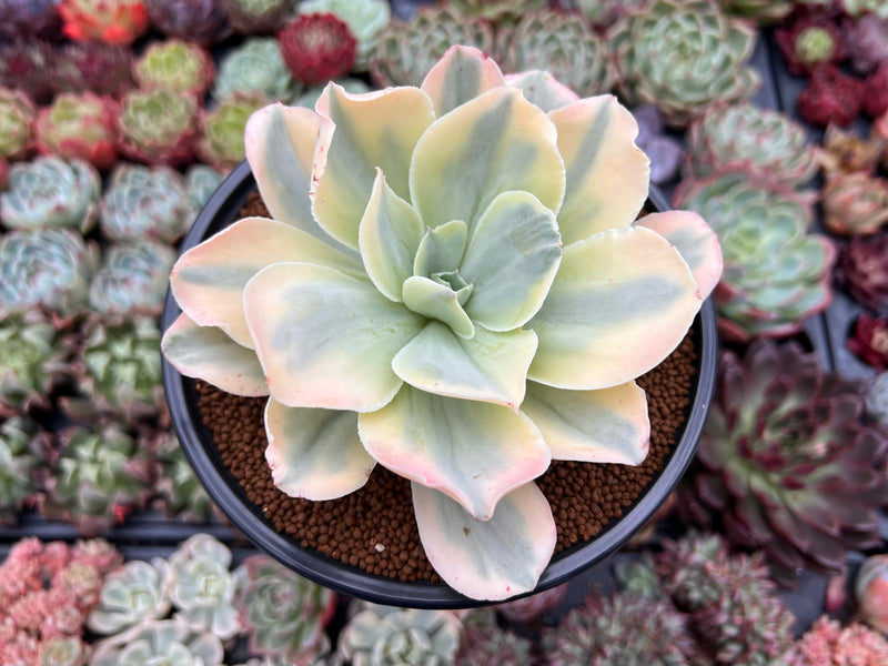 variegated succulent plants Echeveria 'Japan Moon River' Variegated 4" Succulent Plant – True Succulents Plant Co